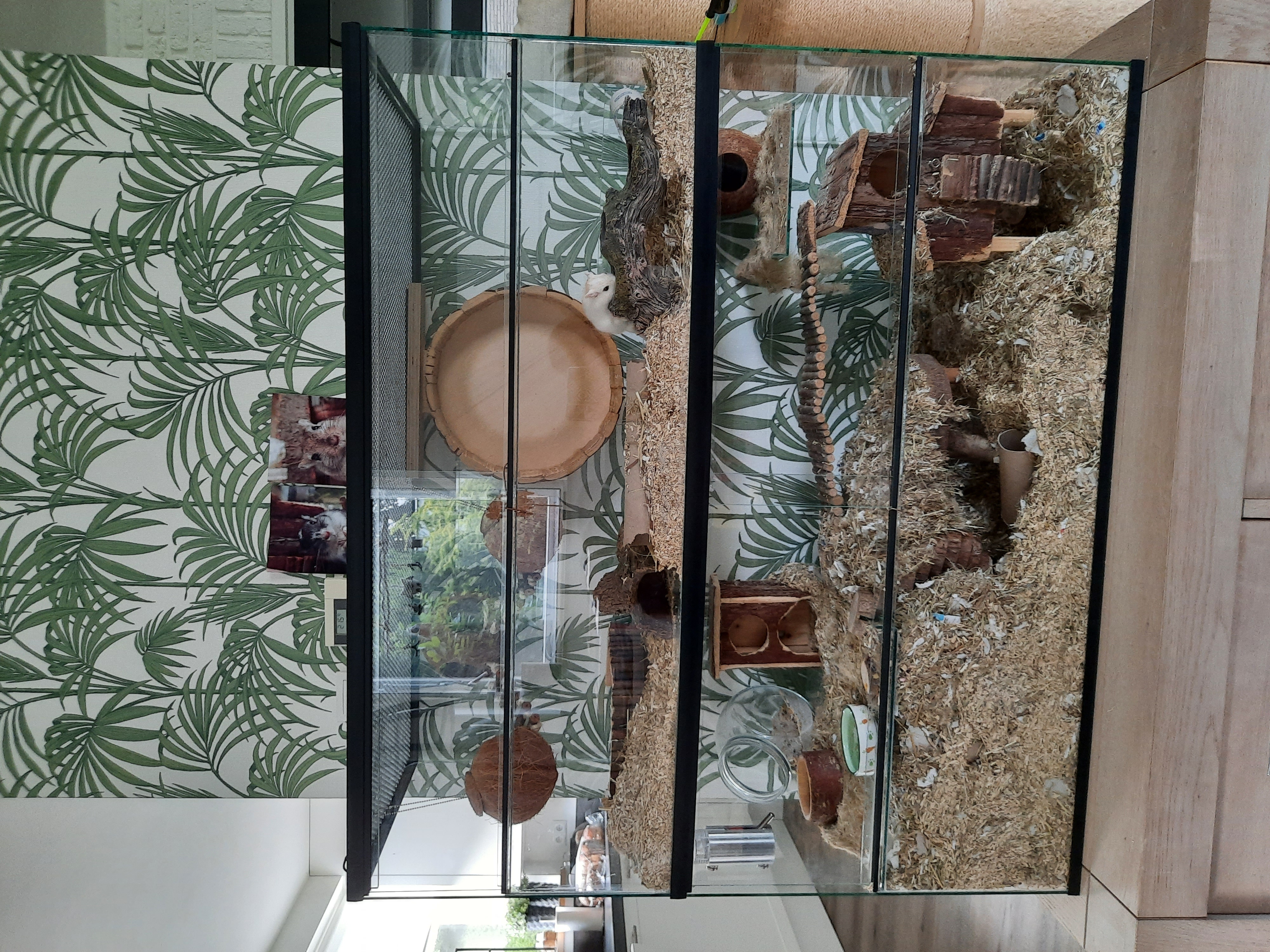 Briljant elke dag vervormen Knaagdier terrarium of terrarium knaagdieren kopen