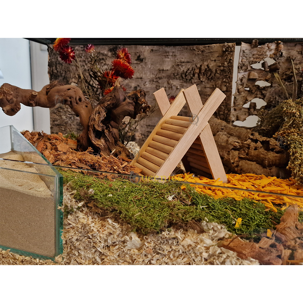 Terrarium mos in een Hamsterscape