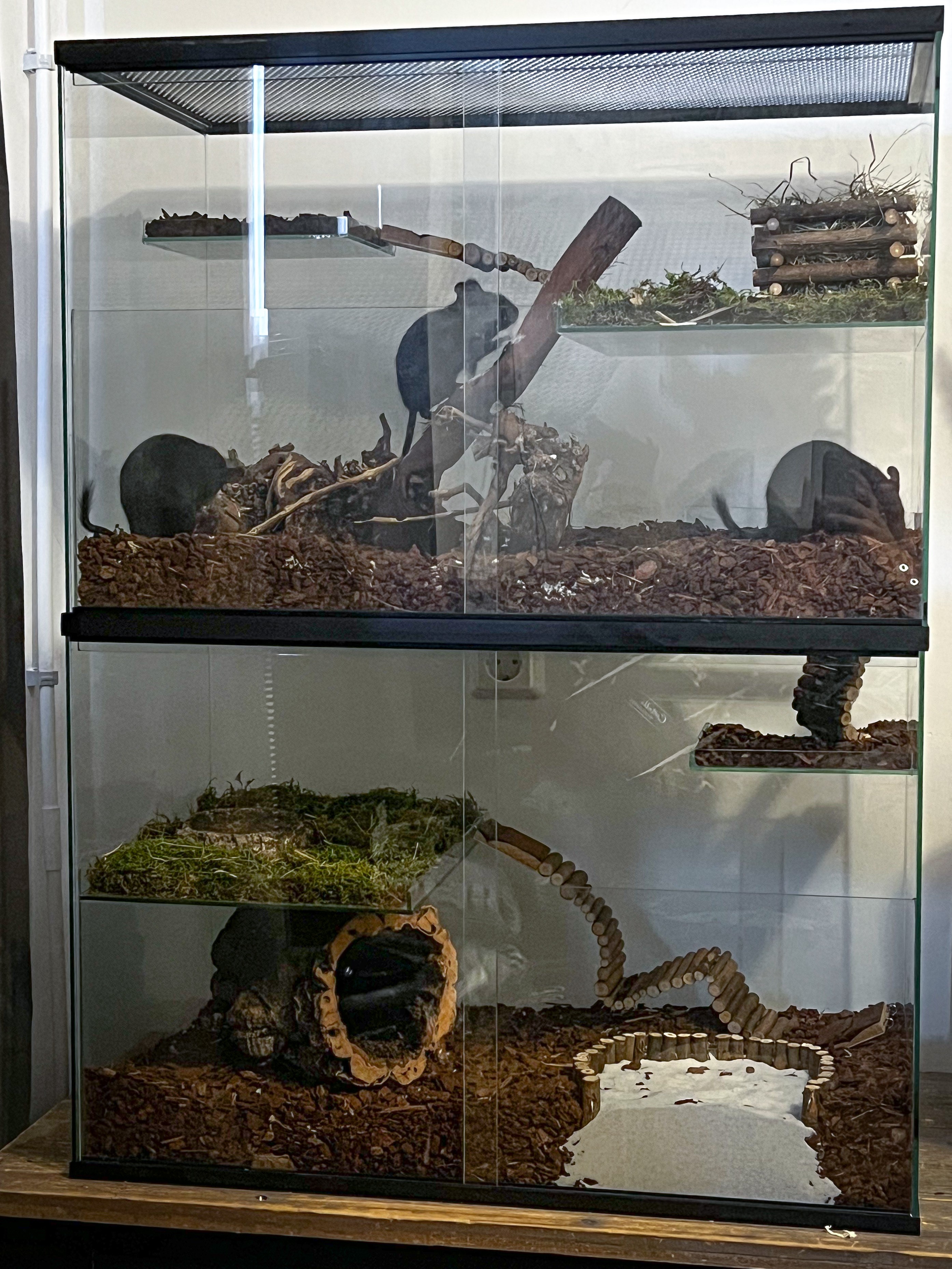 Tot ziens Heiligdom Bevestigen aan Referentie foto's van Terrarium / Gerbilarium / Knaagdieren kooien Tot ziens Heiligdom Bevestigen aan Referentie foto's van Terrarium / Gerbilarium / Knaagdieren kooien