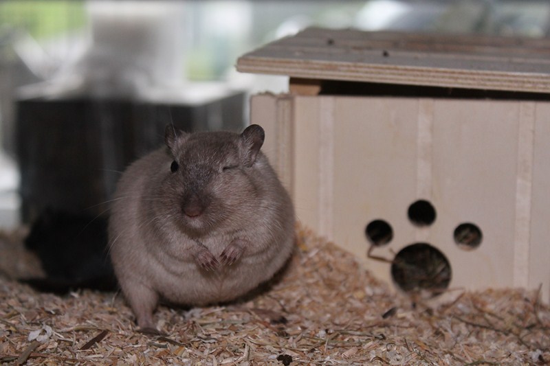 Gerbil informatie boekje