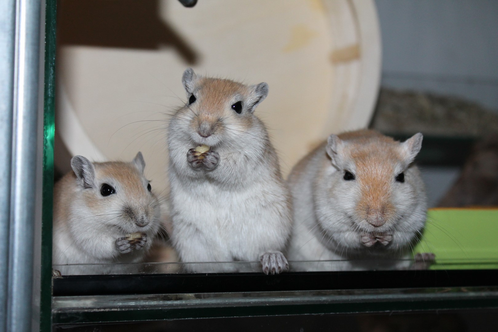 Pompoenpitten gerbil