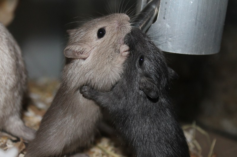 grillen mozaïek begin Gerbilfokkerij Queenies in Rotterdam, Lieve handtamme gerbils kopen