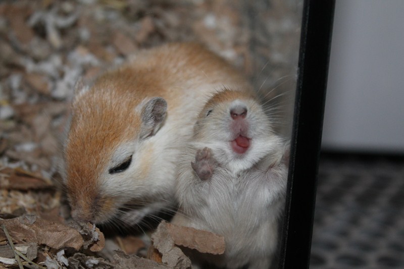 grillen mozaïek begin Gerbilfokkerij Queenies in Rotterdam, Lieve handtamme gerbils kopen