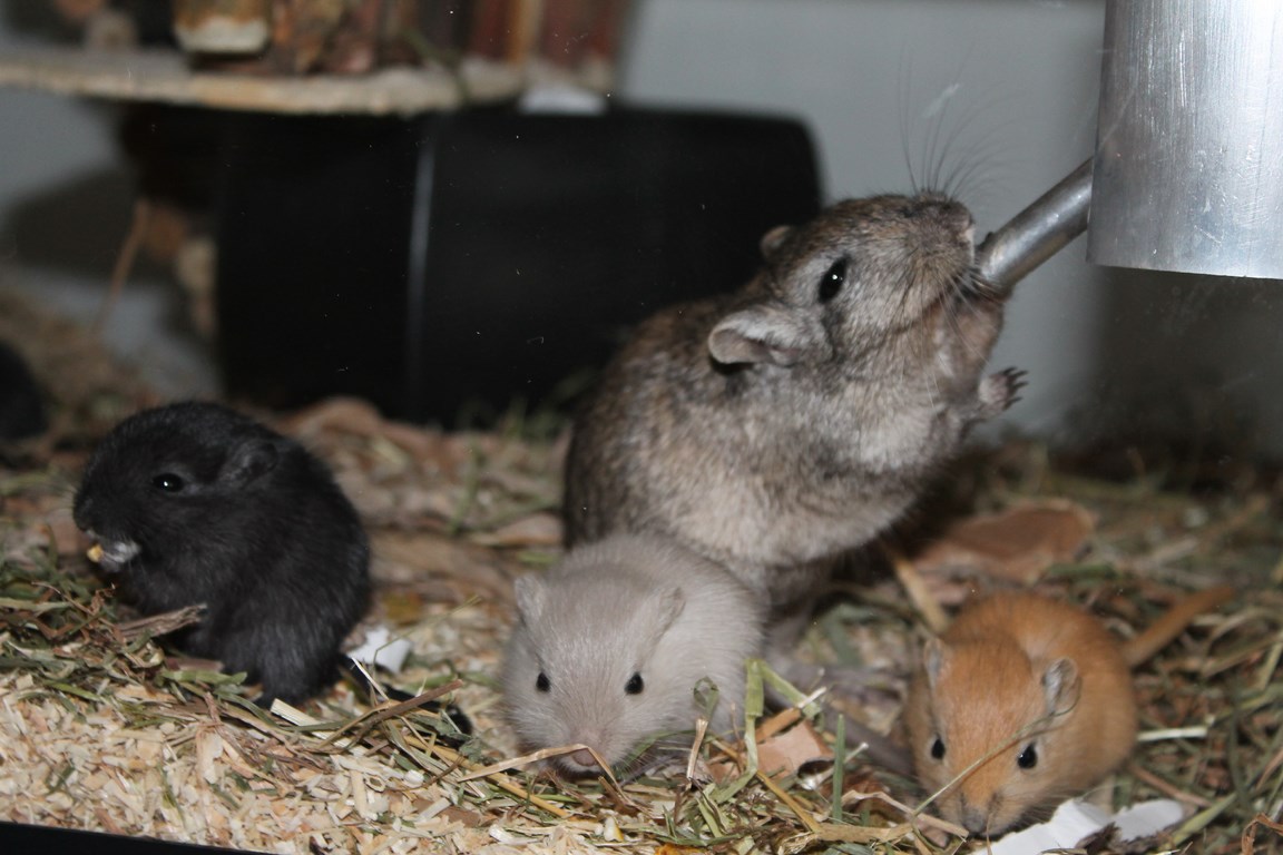 grillen mozaïek begin Gerbilfokkerij Queenies in Rotterdam, Lieve handtamme gerbils kopen