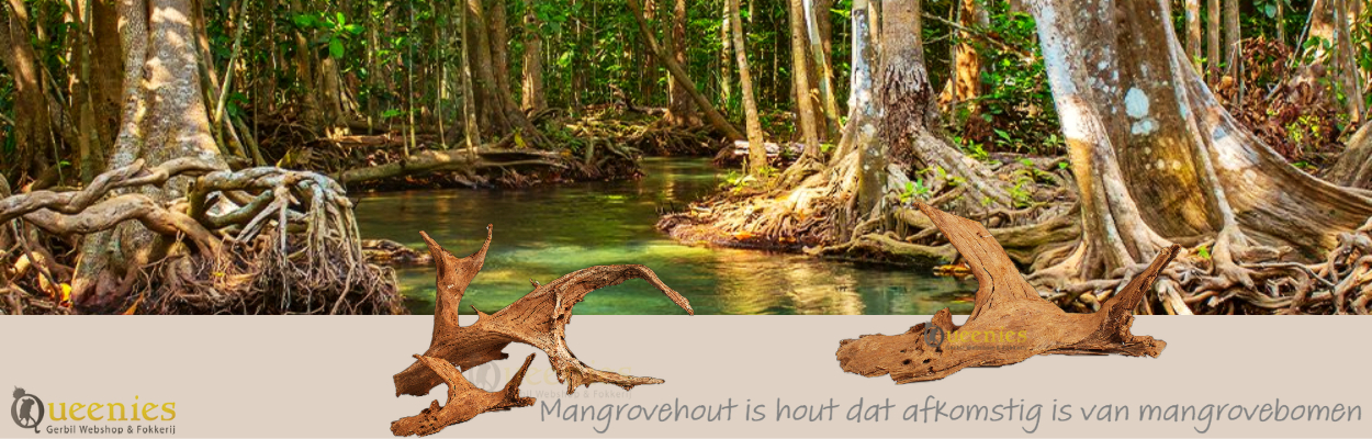 Waar komt mangrove wortel vandaan? Van Mangrovebomen