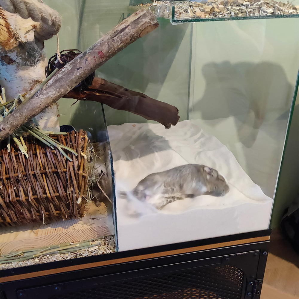 Gerbil badzand