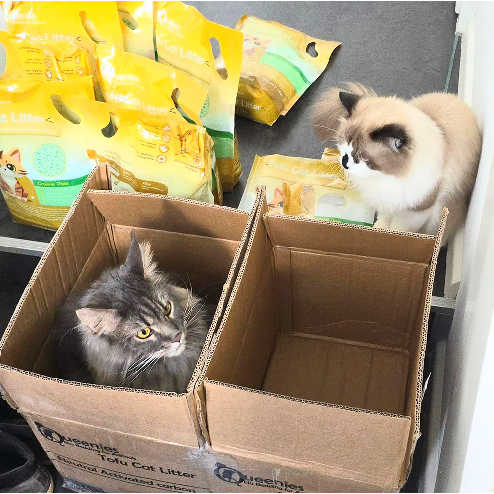 Tofu Cat Litter en nieuwsgierige katten