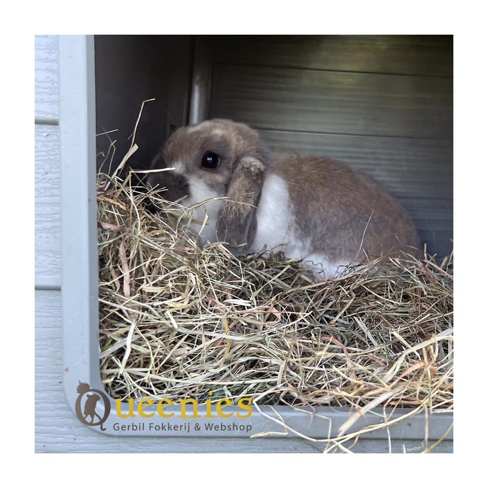 Timothy Hooi - Hoogwaardige voeding