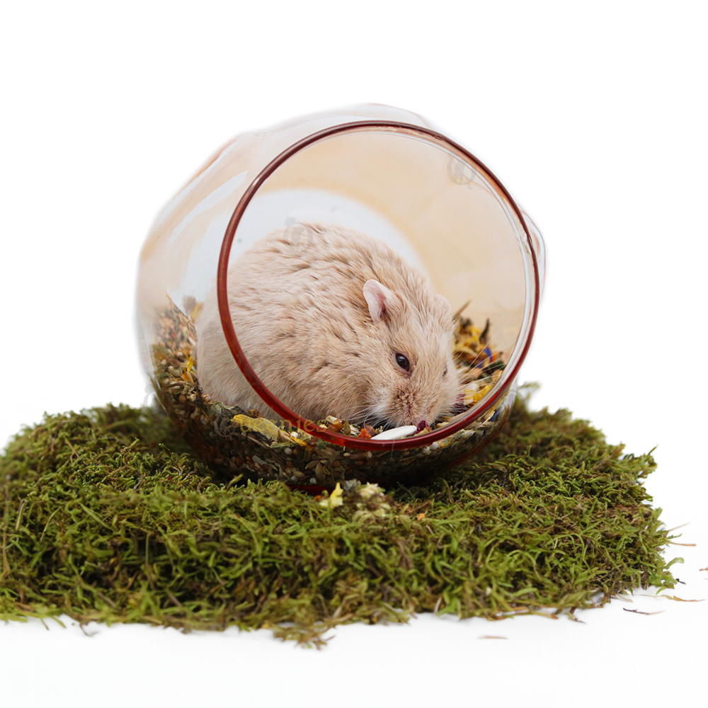 Bunny Nature Dwerghamster en Hamsterdroom