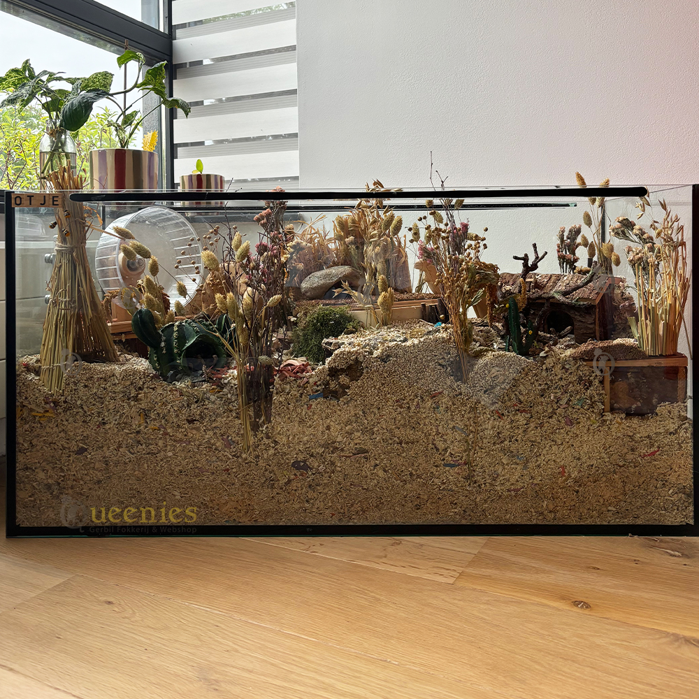 Kanariegras 250 gram ( 70 cm lang ) Gezonde Knaagdieren traktatie voor in Hamsterscape