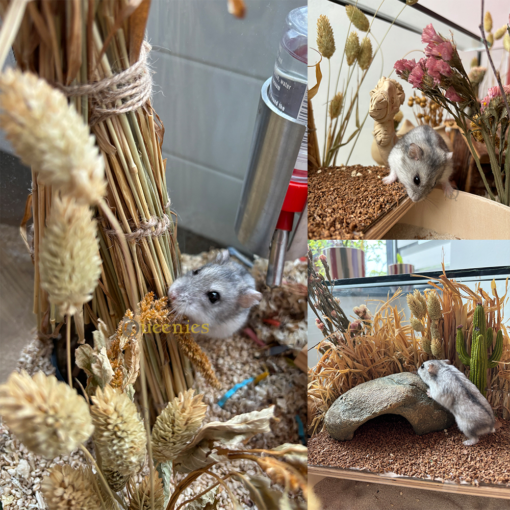 Kanariegras 250 gram 