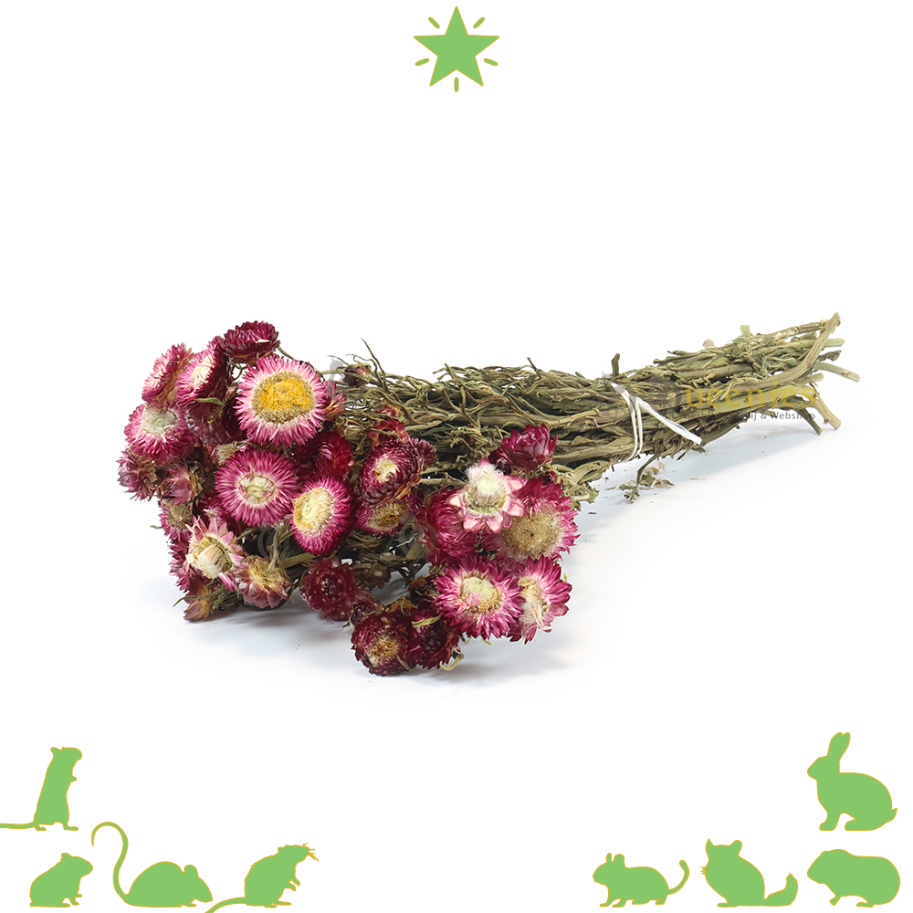 Violet droogbloemen voor Hamsterscape