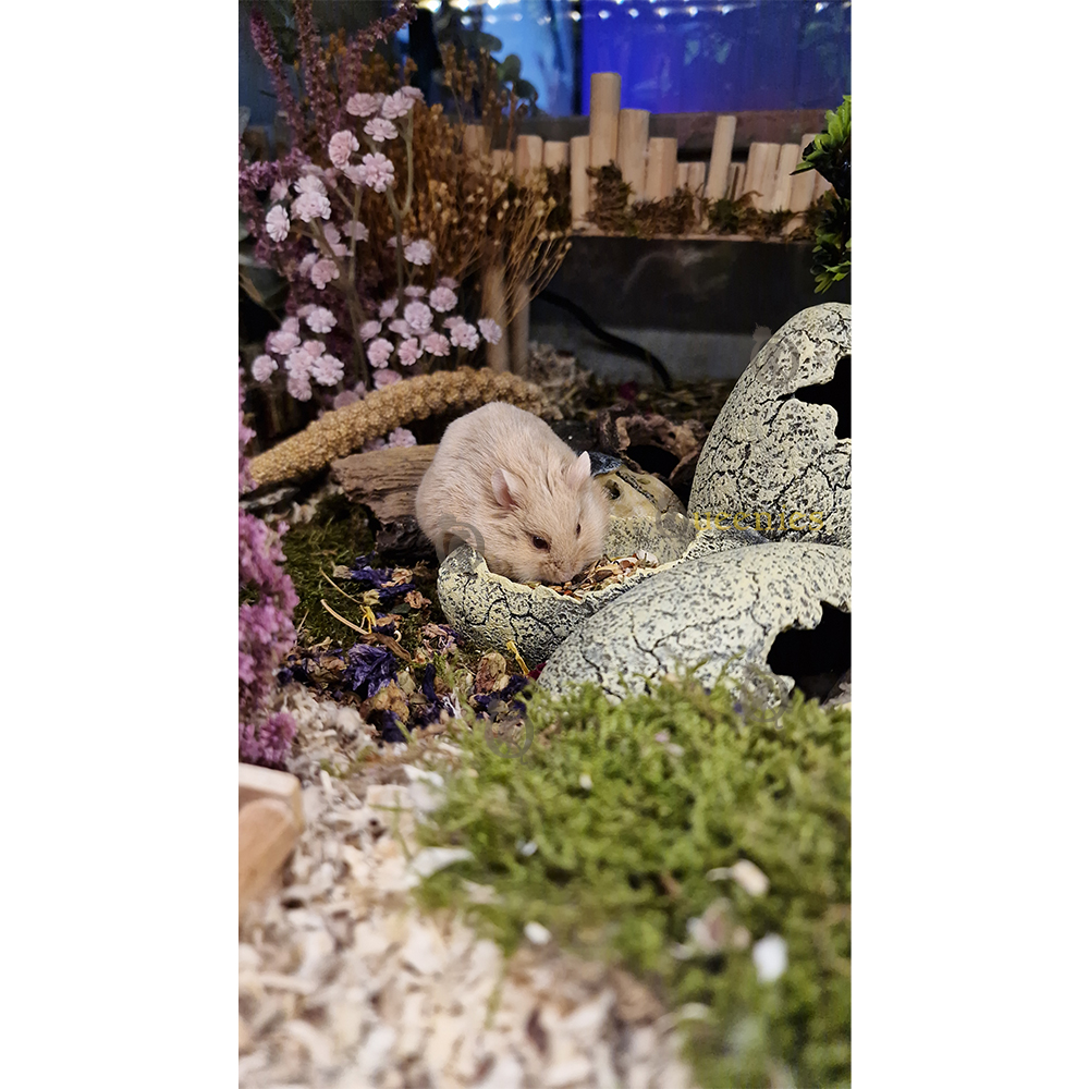 Dinosaurus eieren voer of drinkschaal 