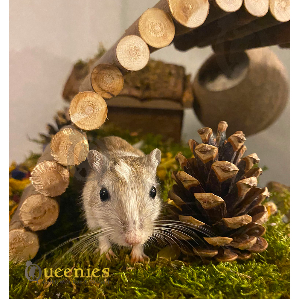 Dennenappels voor Knaagdieren