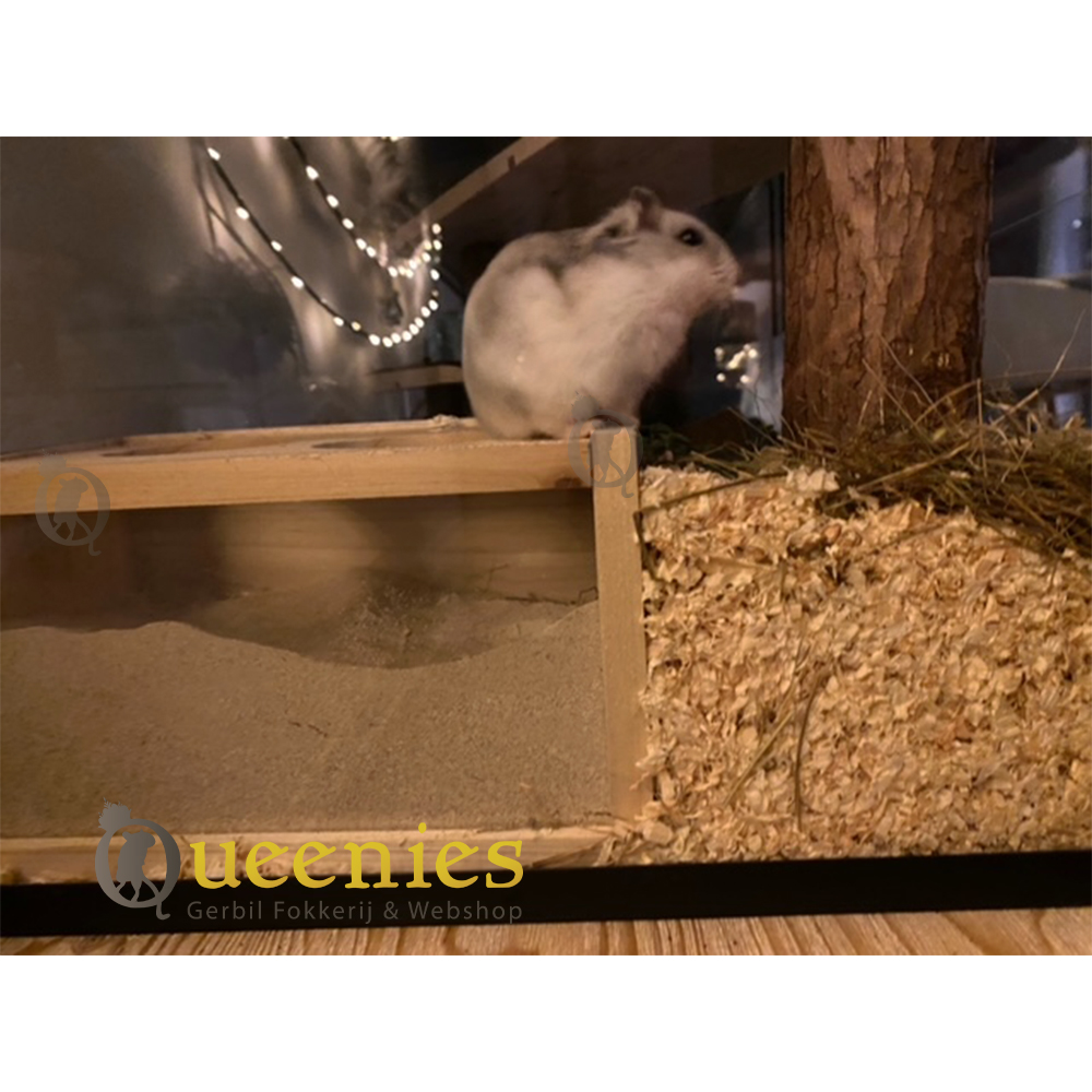 Hamster badzand