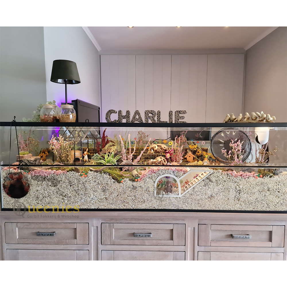 Hamster Watchbox Hamster- DIY Watchbox voor Knaagdieren