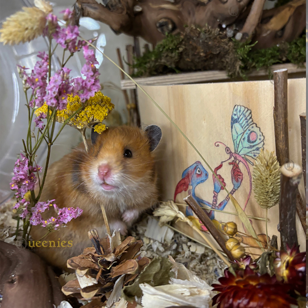 Roze Zeelavendel 60 cm - Gedroogde bloemen 