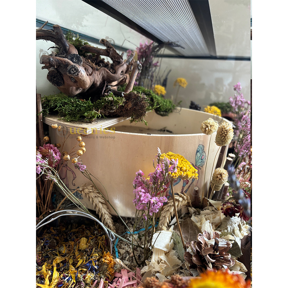 Duizendblad Geel 50 cm - Gele bloemenzee in Hamsterscape