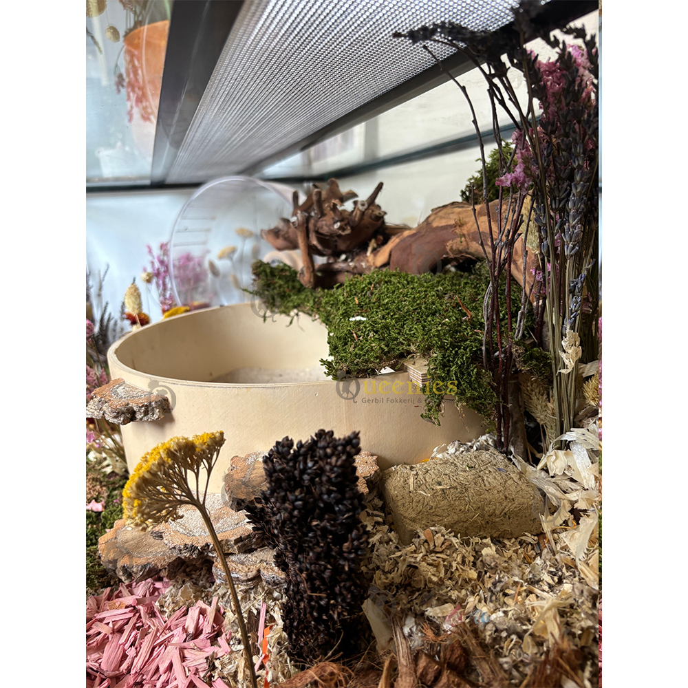 Zwarte Dari Kolf - Gierst snack voor Knaagdier & Konijn