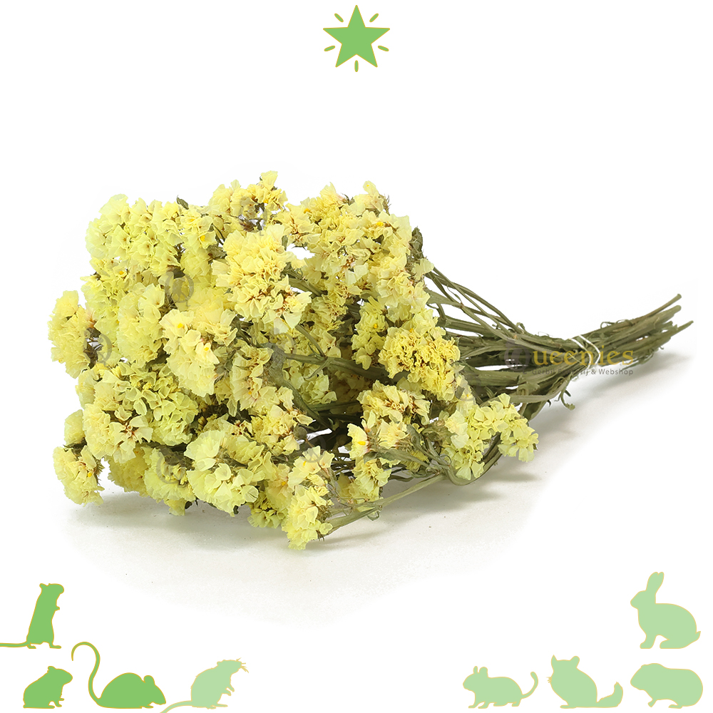 Lamsoor Geel 100 gram – Natuurlijk & decoratief voor hamsterscaping