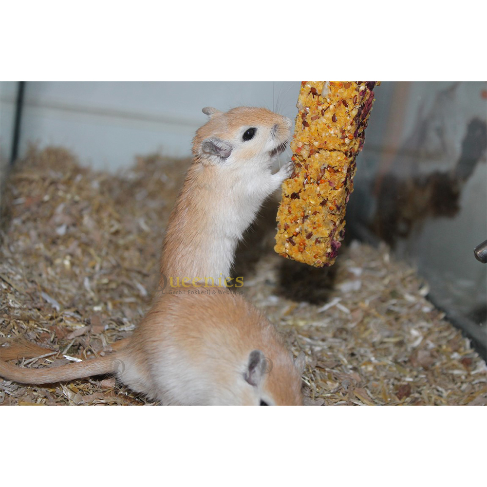 Snack stick