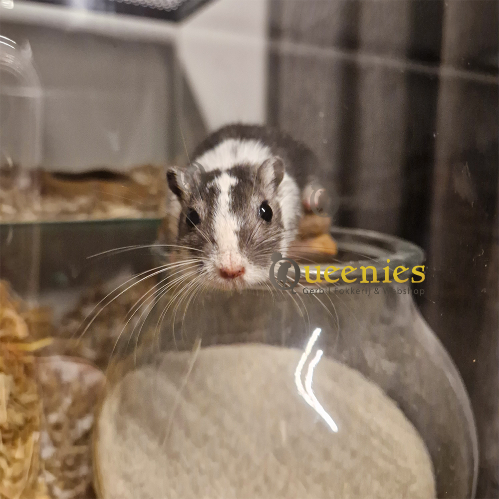 Badzand voor Knaagdieren