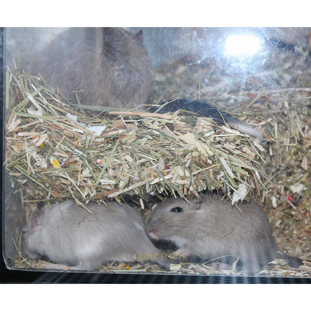 Nestmateriaal als topping