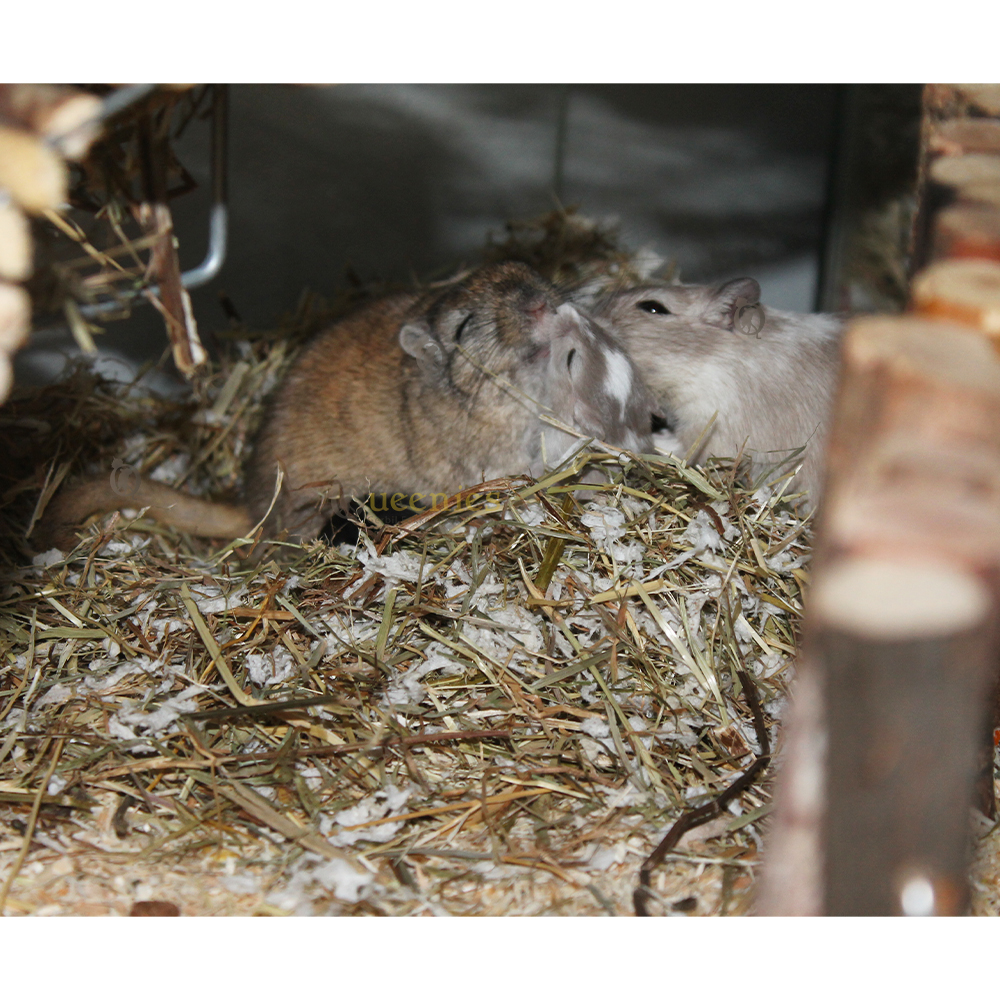 Producten voor het inrichten van een Knaagdieren verblijf