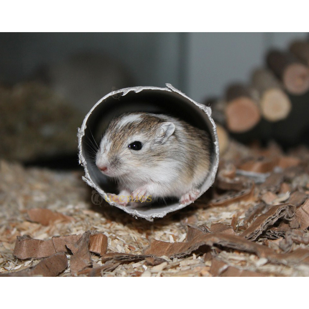 Tunnels voor Knaagdieren