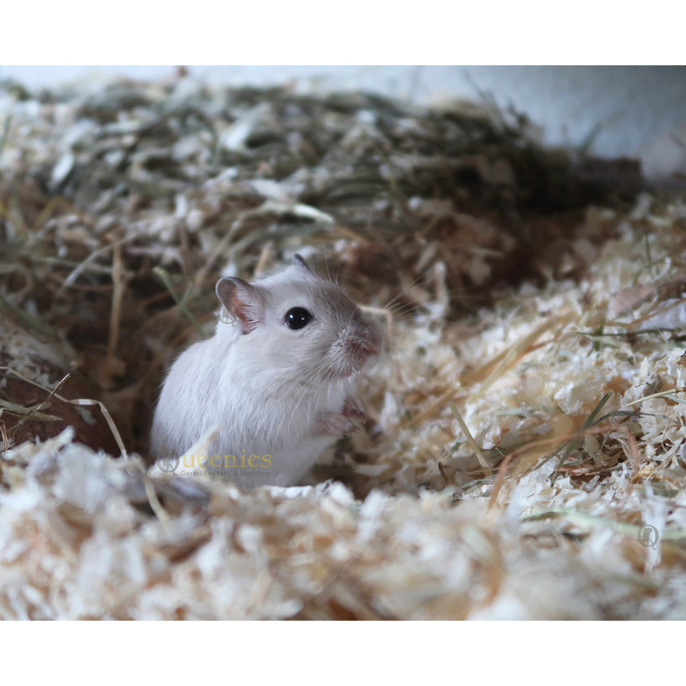 Plospan houtvezel is een bodembedekking