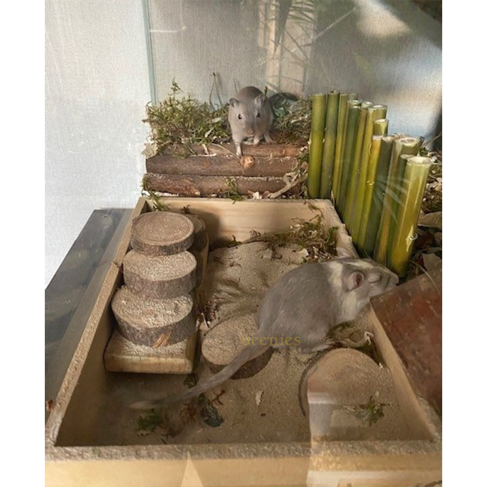 Chinchilla badzand 3 Kg - Badzand 