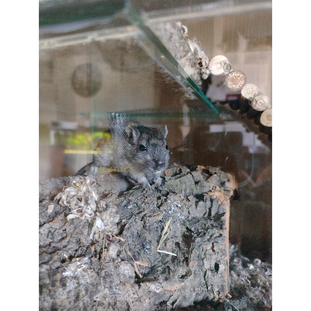 Een natuurlijke schuilplaats van Kurk