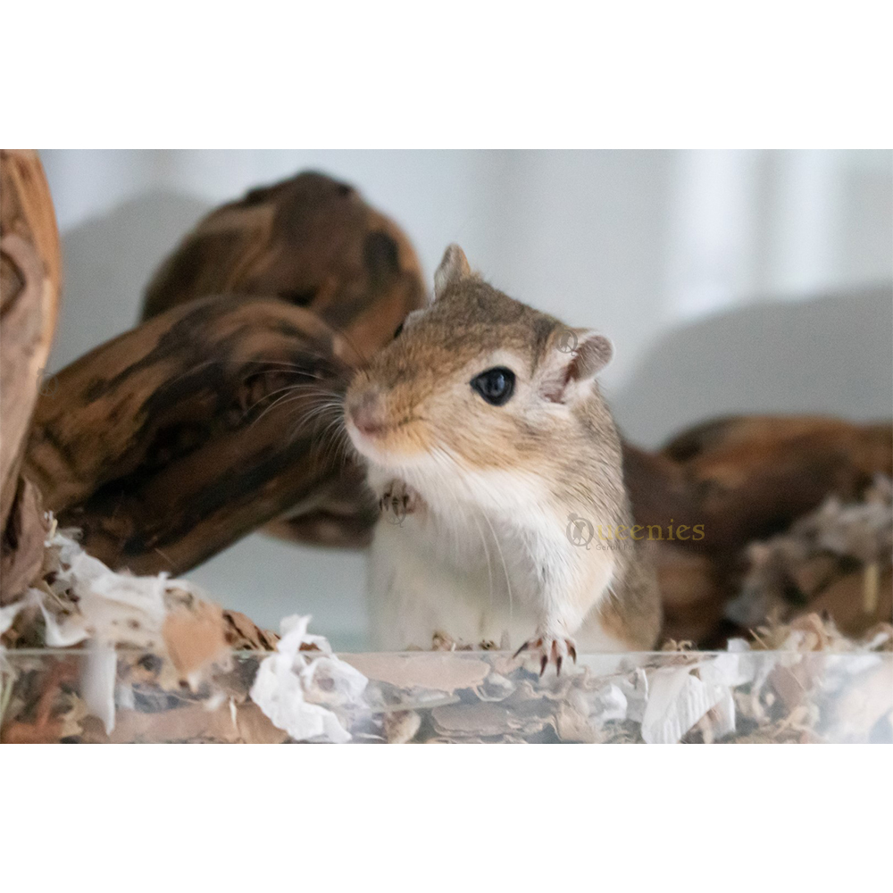 Wijnrank gezandstraald, XL