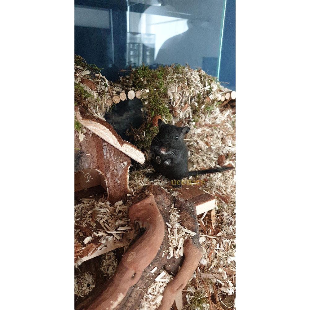 Wijnrank gezandstraald, M