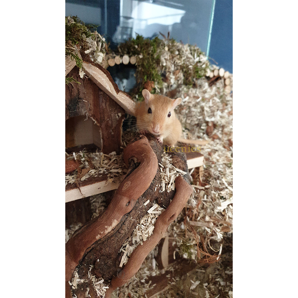 Wijnrank gezandstraald, L 