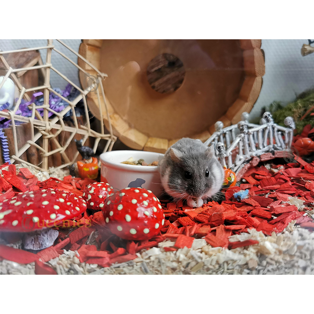 Hamster met Colorwood