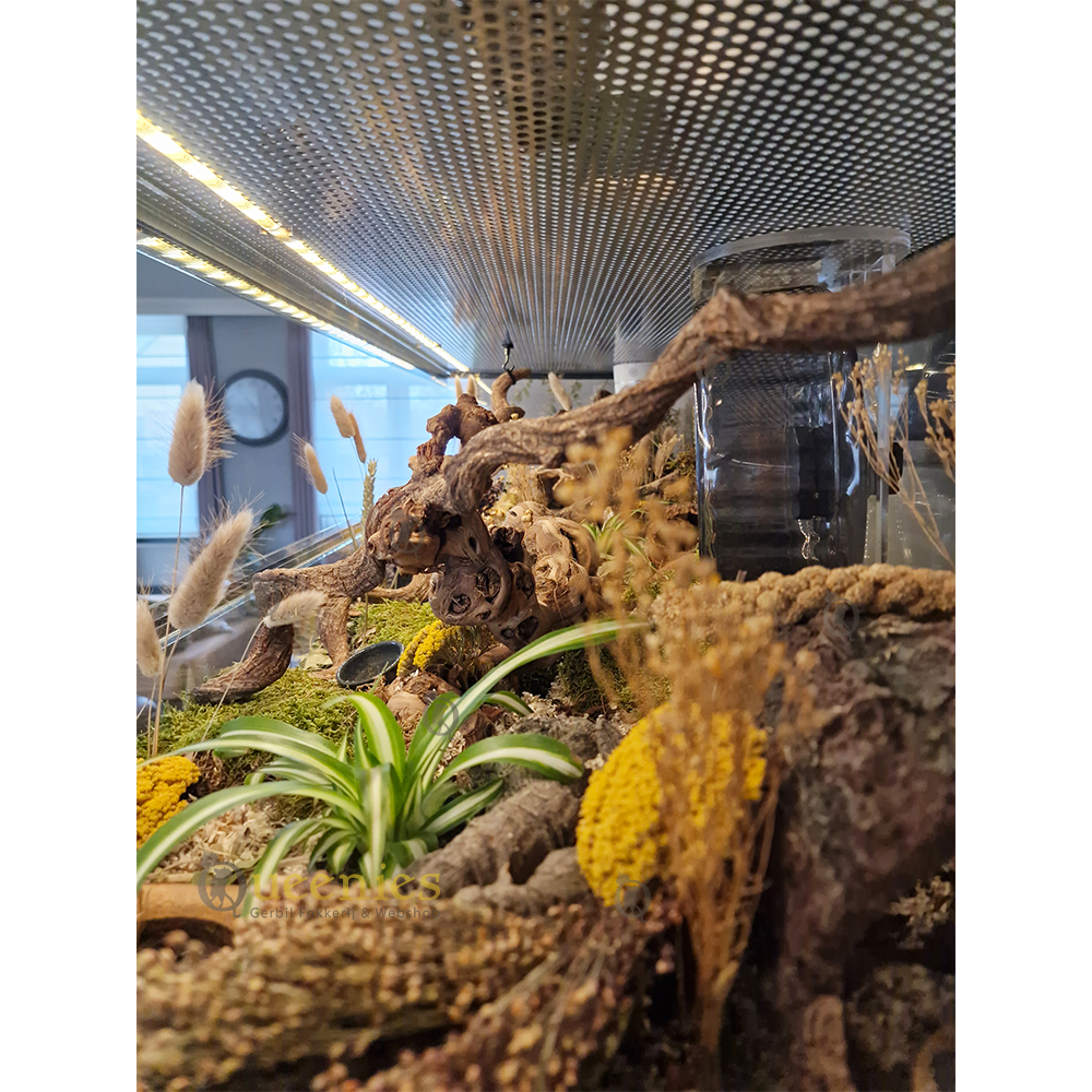 Duizendblad Geel 50 cm - Gele bloemenzee in Hamsterscape