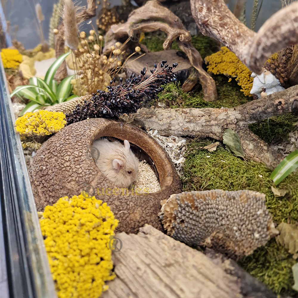 Hamster Hut - Decoratieve Noot perfect voor de ultieme nature look in de hamsterscape.