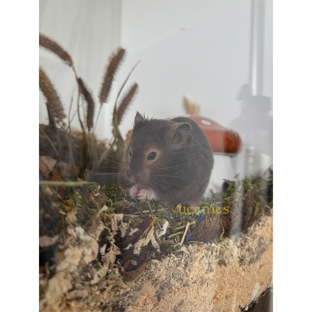 Natuurlijk Gedroogd Mos 1 KG