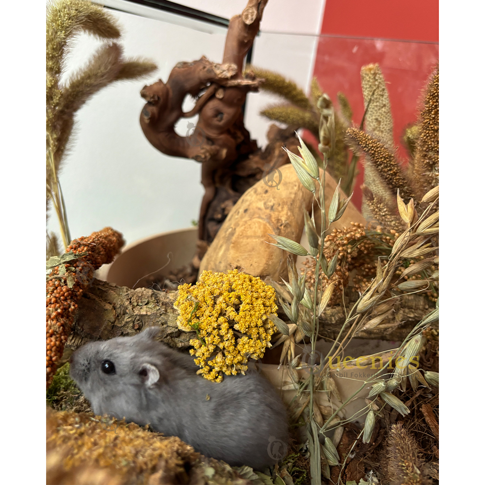 Duizendblad Geel 50 cm - Gele bloemenzee