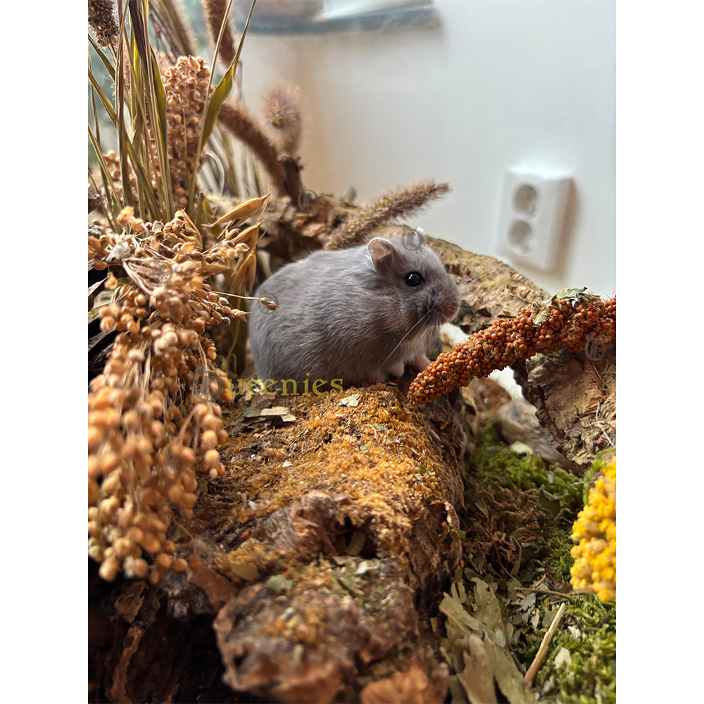 Gerbil Bouquet Pick & Run met Darre / Pluimgierst /Vlas 130 gram