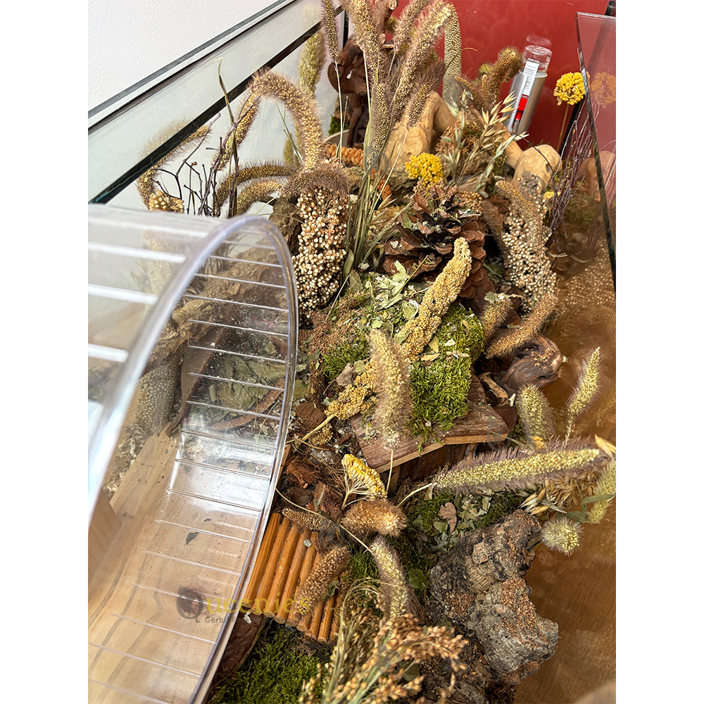 Naaldaar Trosgierst - Traktatie en voedingssupplement voor Knaagdieren en Konijnen