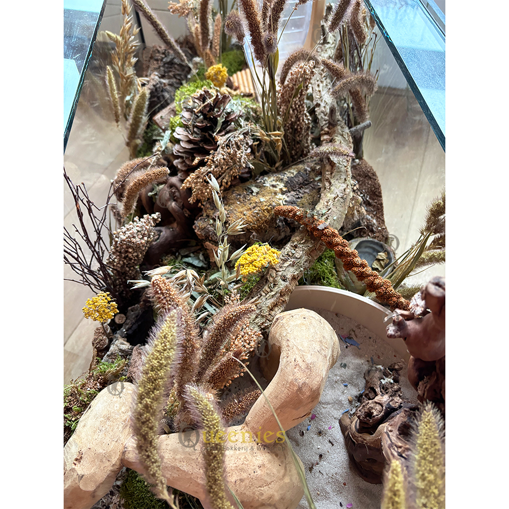 Naaldaar Trosgierst - Traktatie en voedingssupplement