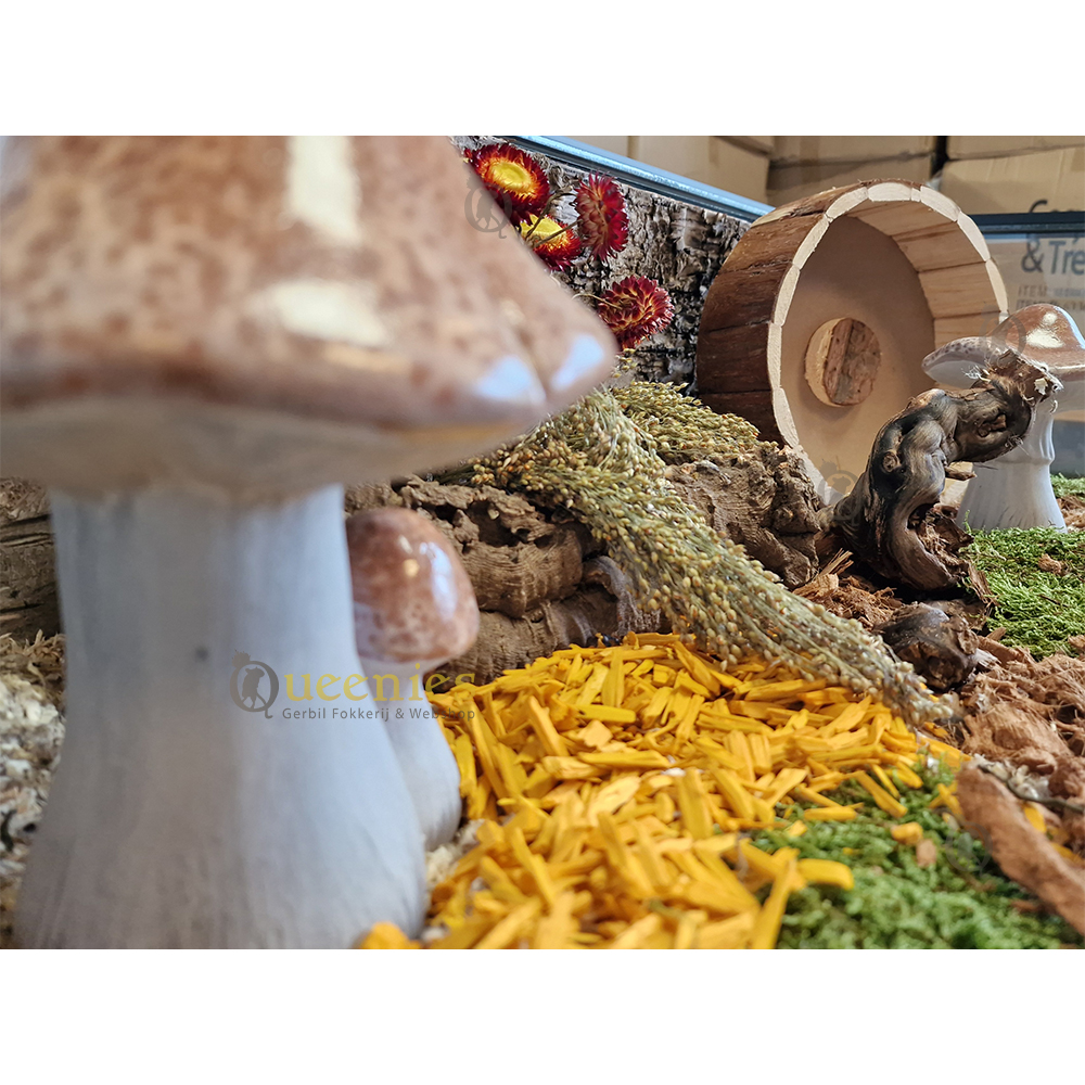 Paddenstoelen voor Hamsterscaping