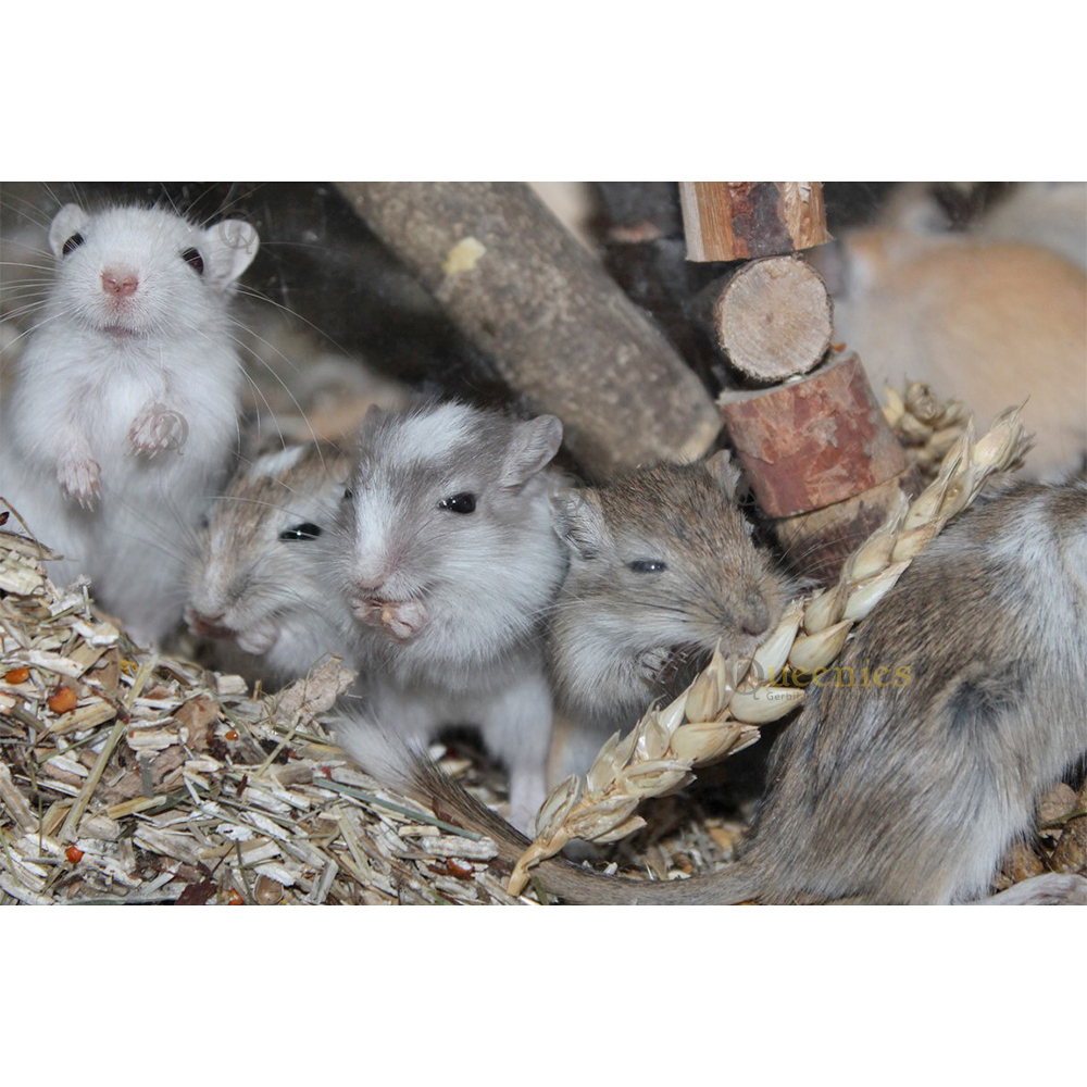 Gedroogde Tarwe oogst