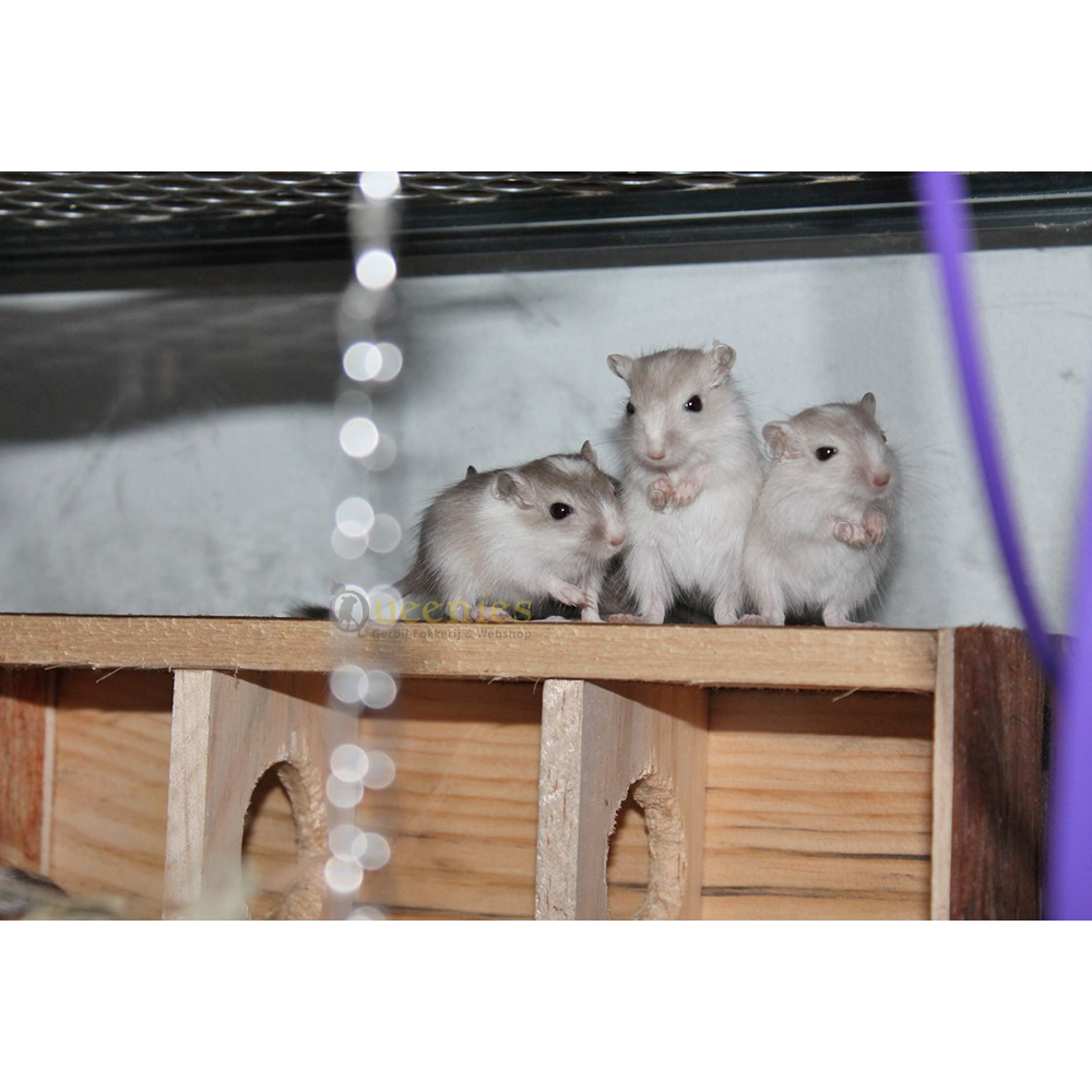 Doolhof Toren - Een geweldige Labyrinth voor kleine knaagdieren