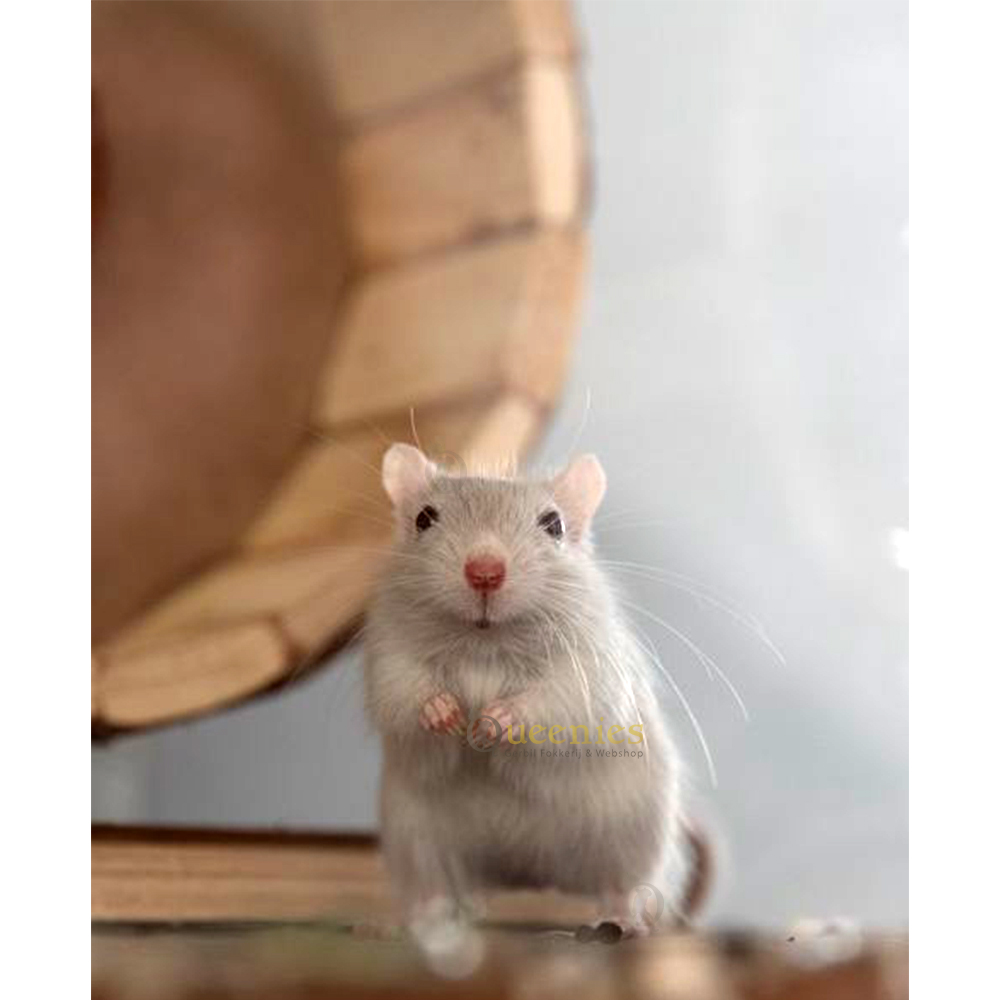 Houten renrad - Met gesloten loopvlak