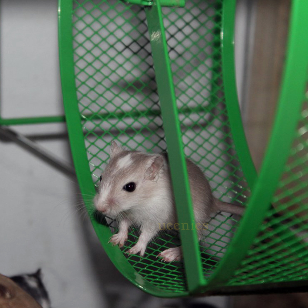 Groen metalen Loopwiel - Gerbil loopwiel van metaal