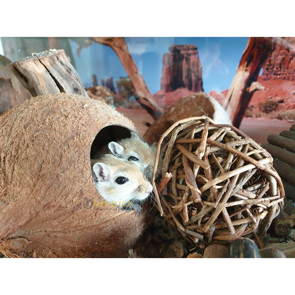 Rotan Wilgenbal met Bel 