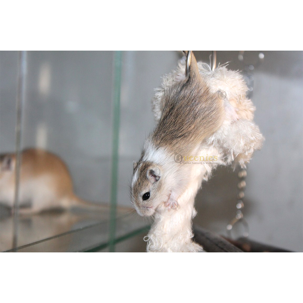 3 knopen touw - Klimplezier met optimale uitdaging 